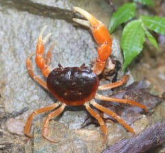 岩の上で、黒っぽい茶色の甲羅とオレンジ色の脚をもつ小さなカニ