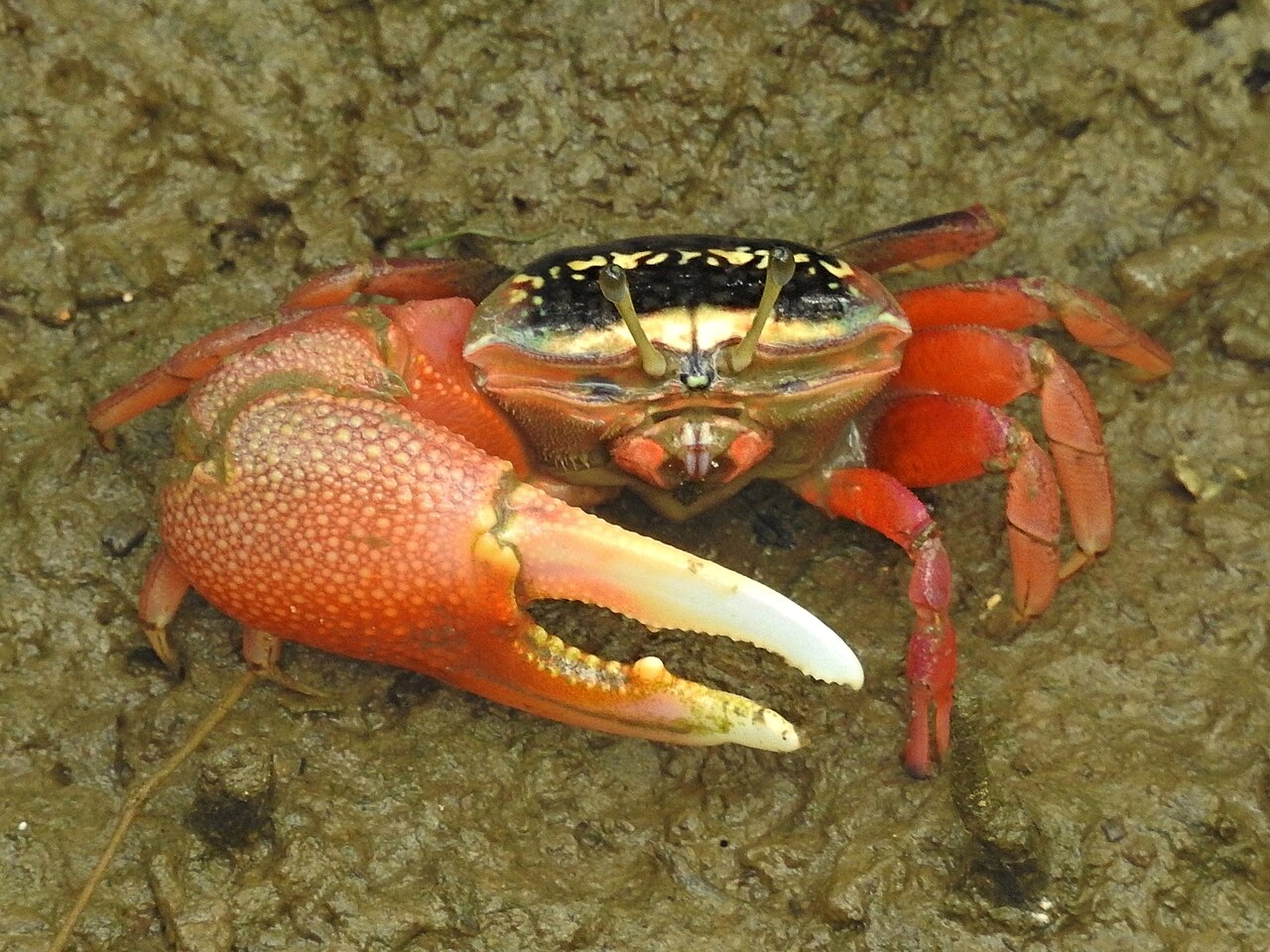 泥の上で、片方だけ大きなオレンジ色のハサミをもつカニ