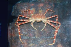 岩の前で、白いまだら模様のある細長い脚を大きく広げたカニ