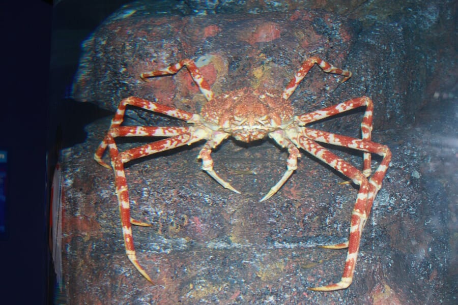 岩の前で、白いまだら模様のある細長い脚を大きく広げたカニ