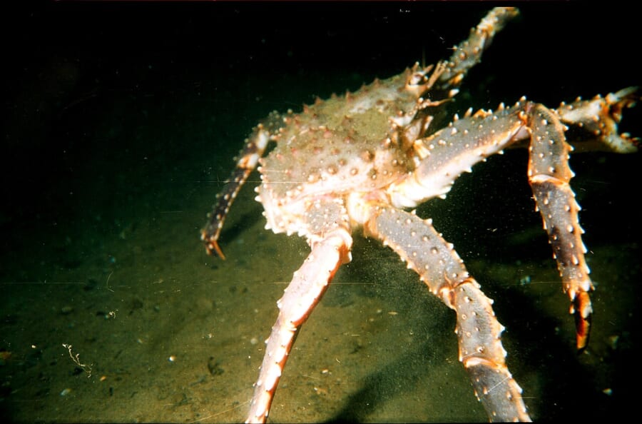 暗い海の底で、とげの多い長い脚を広げたカニ