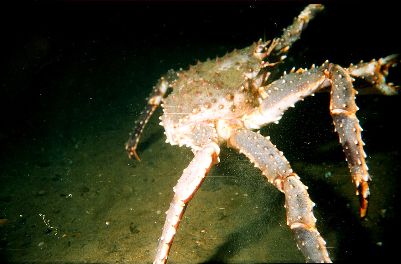 暗い海の底で、とげの多い長い脚を広げたカニ