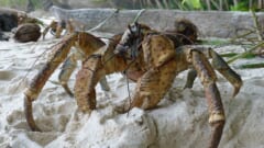 白い砂の上を歩く、茶色くて大きなハサミをもつ生き物