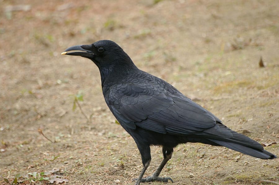 地面に立つ、くちばしの細いハシボソガラス