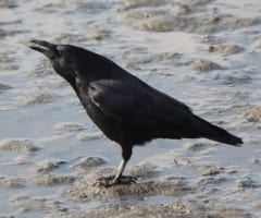 くちばしを開けて鳴くハシボソガラス