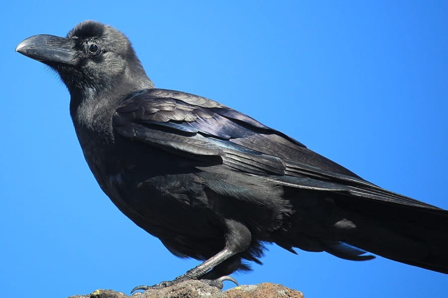 岩の上にとまる、くちばしの太いハシブトガラス