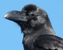 ハシブトガラスの頭と太いくちばしのアップ