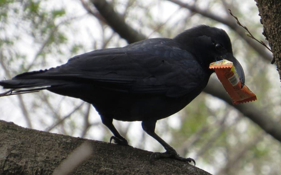 木の枝の上で袋入りのお菓子をくわえるハシブトガラス