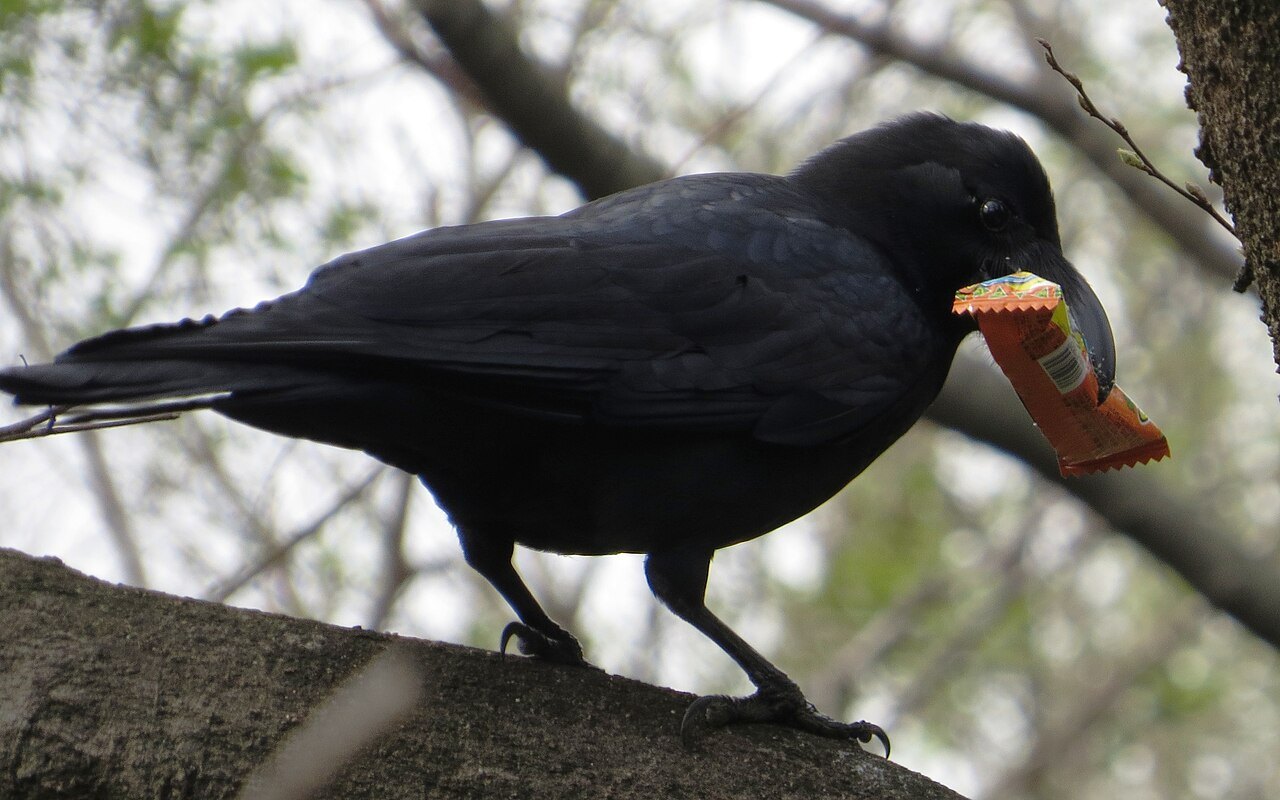 木の枝の上で袋入りのお菓子をくわえるハシブトガラス