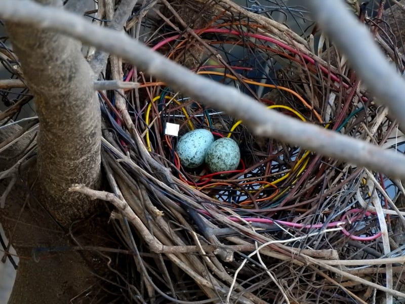 電線のような材料でつくられたカラスの巣と卵