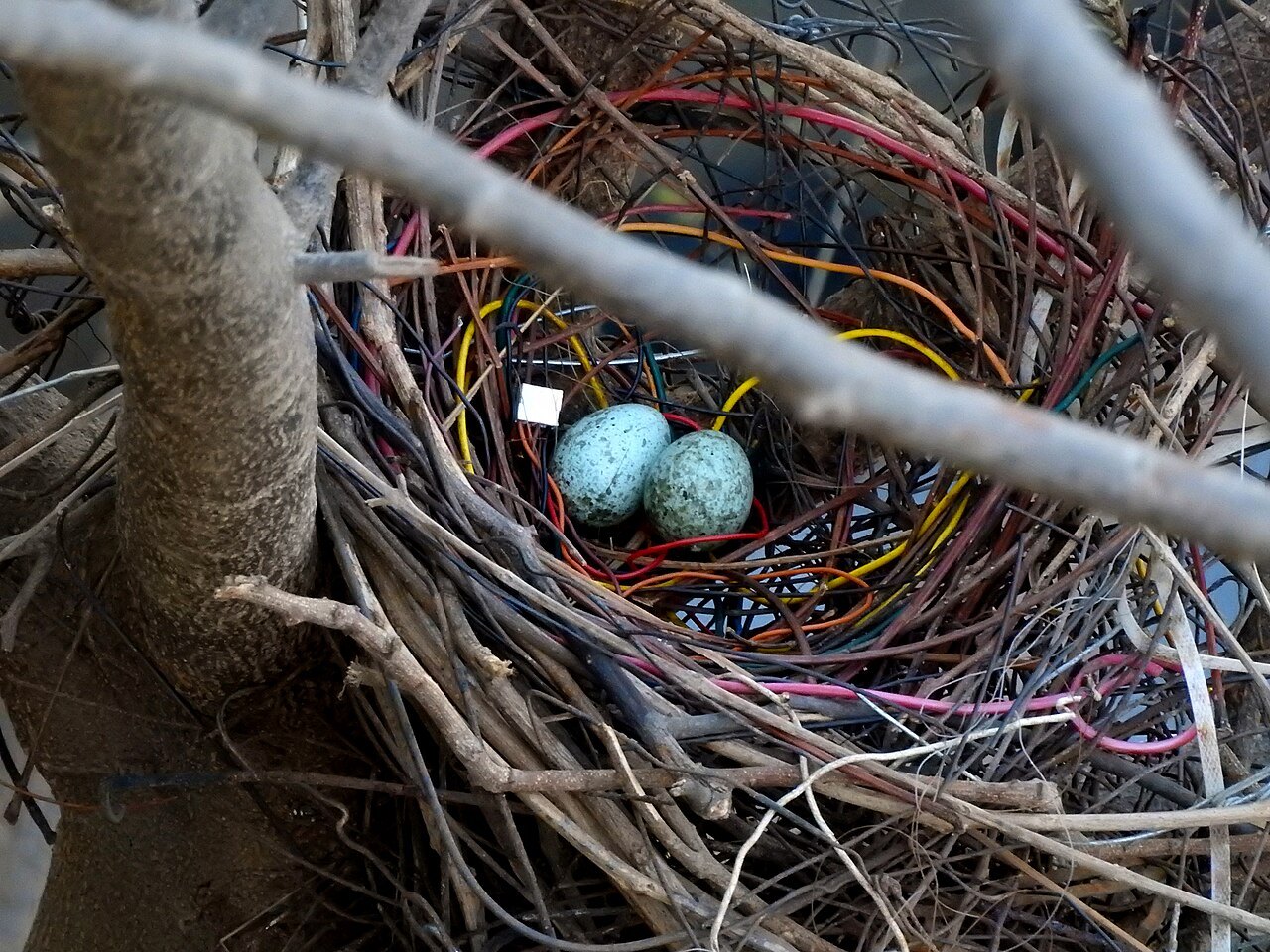 電線のような材料でつくられたカラスの巣と卵