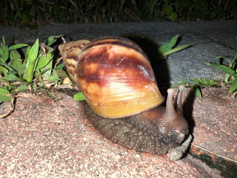 夜の石だたみの上を、長い触角をのばしてはう、黄色と茶色のしま模様の大きな殻のカタツムリ