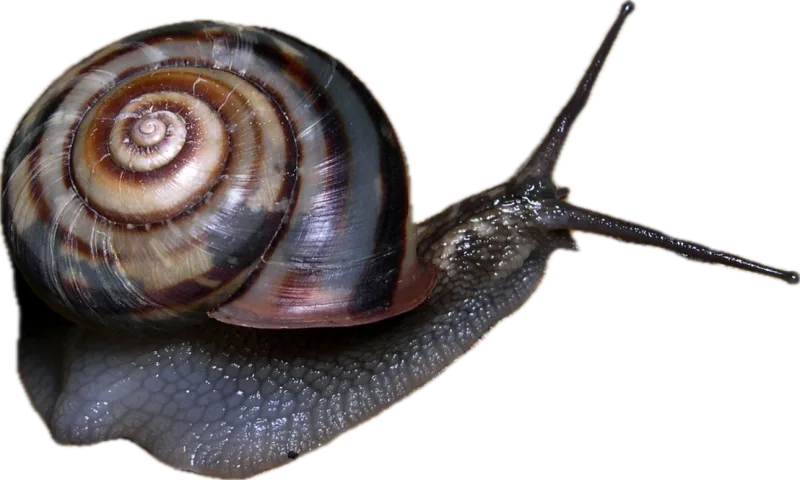 カタツムリ