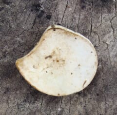 古い木の板の上に置かれた、殻の入り口の形をした白くて平たい膜