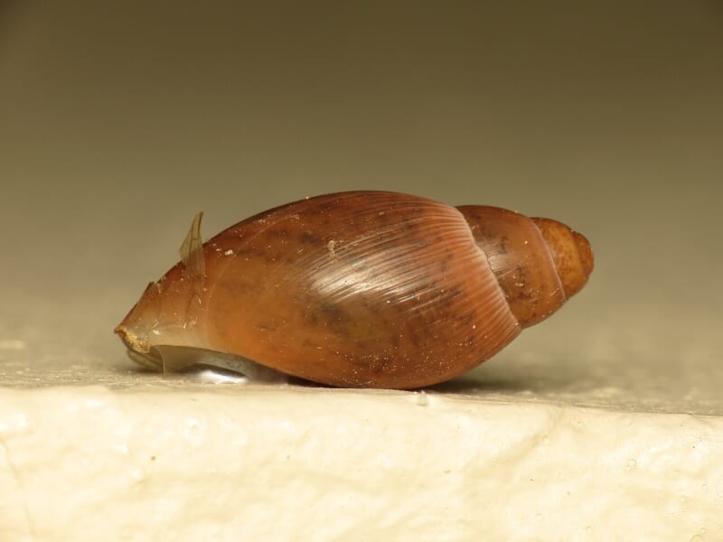 白い台の上の、細長い赤茶色の殻をもつカタツムリを横から見たところ
