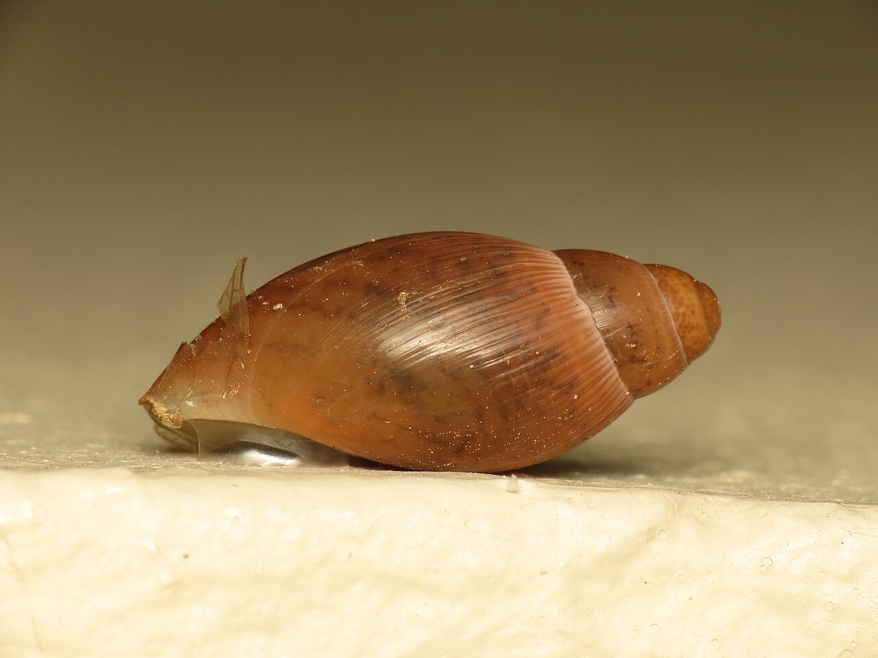 白い台の上の、細長い赤茶色の殻をもつカタツムリを横から見たところ