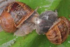 緑の葉の上で、茶色のしま模様の殻をもつ2匹のカタツムリが、頭の横をくっつけ合っている