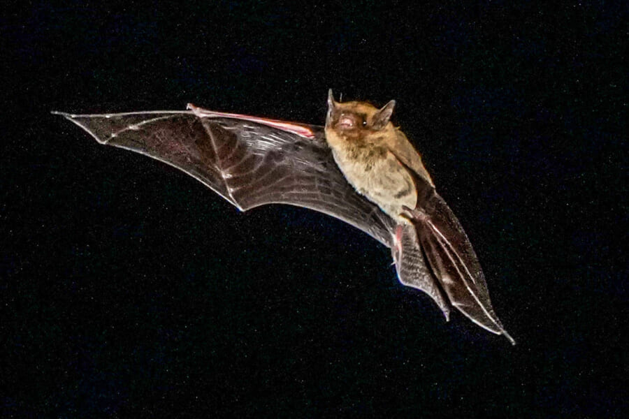 暗い夜空を背に、うすい膜の翼を広げて飛ぶ、うす茶色の小さなコウモリ
