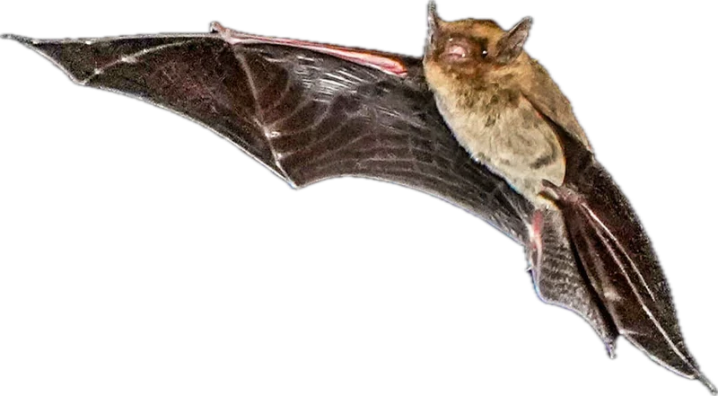コウモリ
