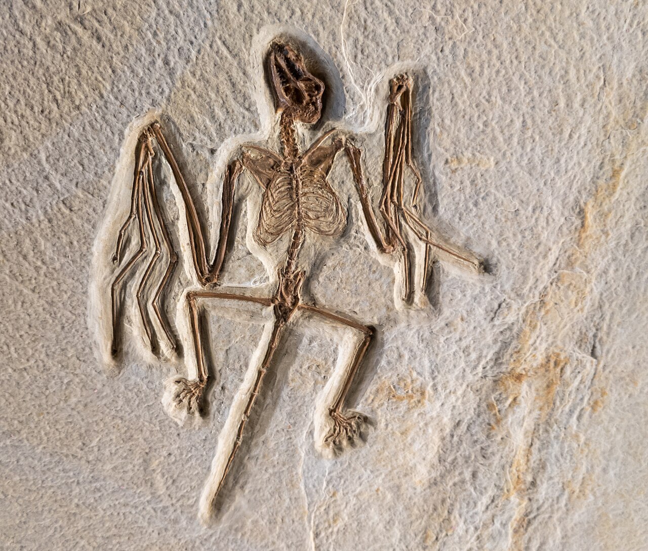 白っぽい石の板に残る、翼をたたんで足を左右に広げたコウモリの全身の骨格