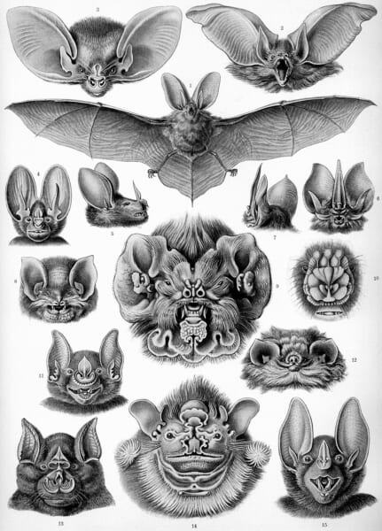 大きな耳や複雑な鼻のひだをもつコウモリの顔が、たくさん並んだ白黒の細密画