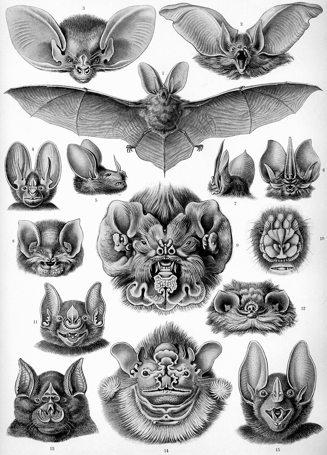 大きな耳や複雑な鼻のひだをもつコウモリの顔が、たくさん並んだ白黒の細密画
