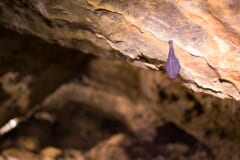 茶色い岩の天井から、翼で体をつつんで逆さまにぶら下がる1頭のコウモリ