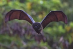 緑の木々を背に、黒っぽい翼を左右に大きく広げてこちらへ飛んでくるオオコウモリ