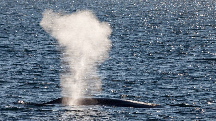 海面から白い潮を吹き上げるクジラ