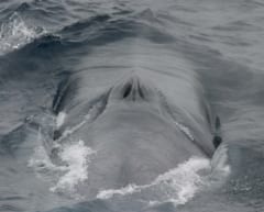 海面に見えるシロナガスクジラの2つの鼻の穴