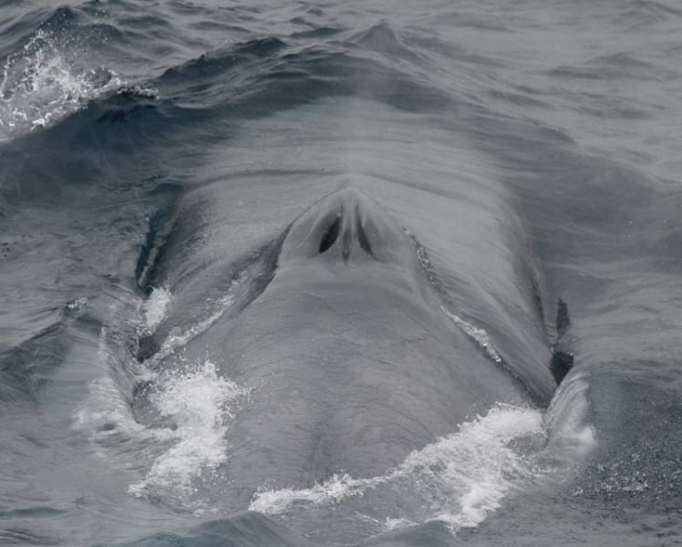 海面に見えるシロナガスクジラの2つの鼻の穴