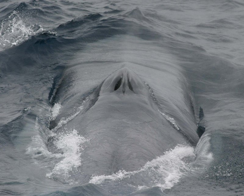 海面に見えるシロナガスクジラの2つの鼻の穴