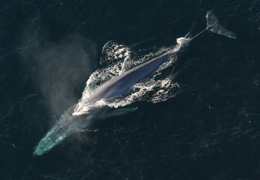 海面近くを泳ぐシロナガスクジラを上から見たところ