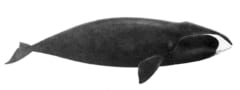 ホッキョククジラの全身のイラスト