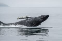 水しぶきを上げてジャンプするザトウクジラ
