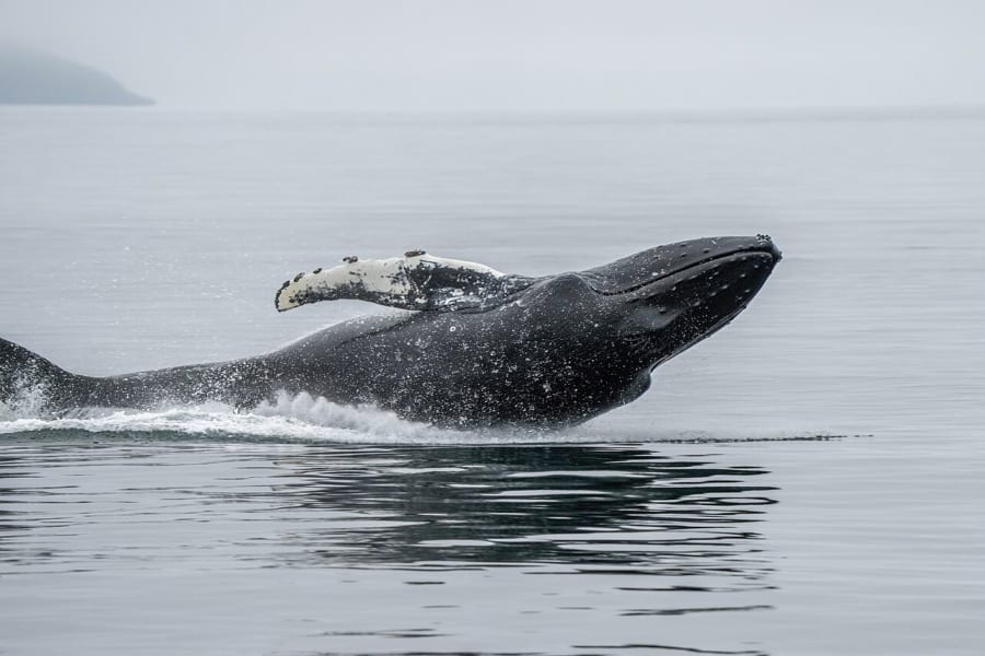 水しぶきを上げてジャンプするザトウクジラ
