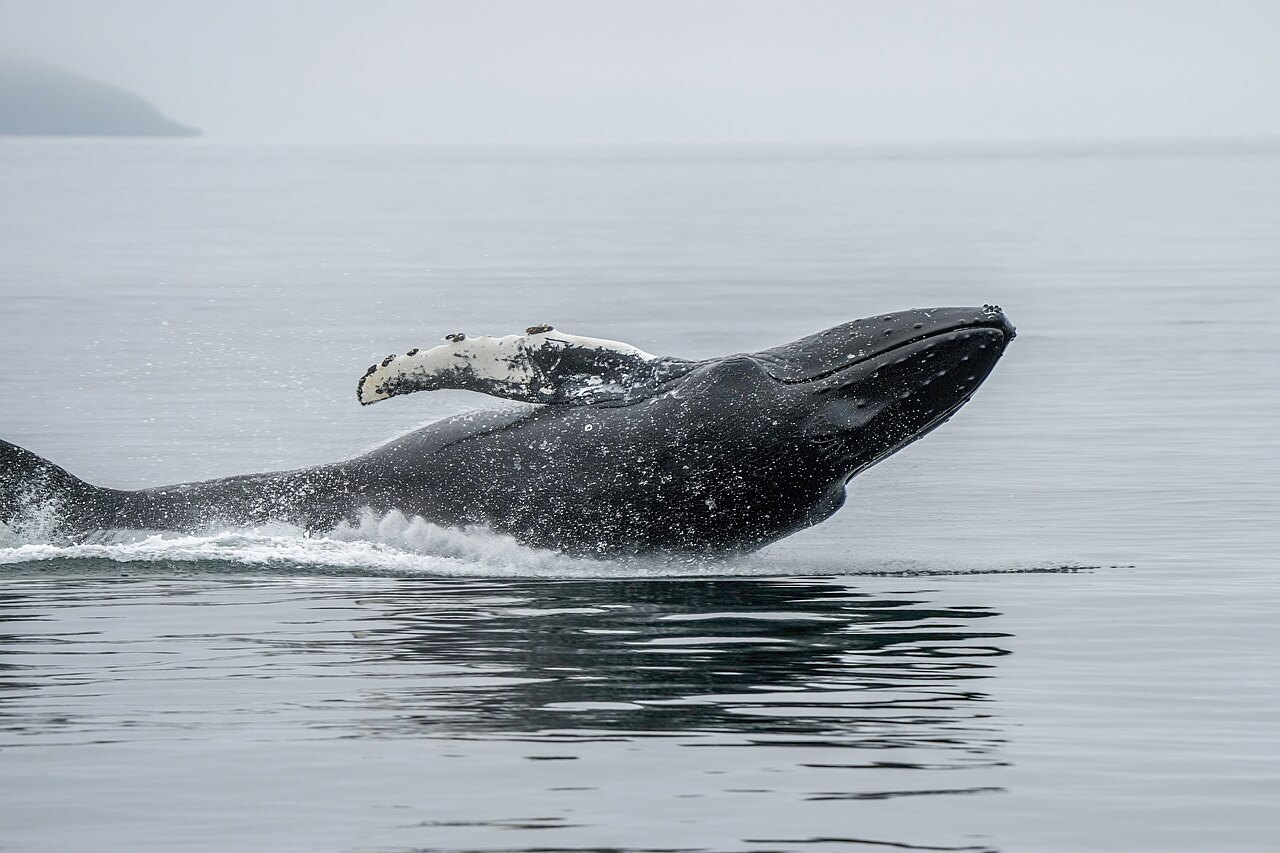 水しぶきを上げてジャンプするザトウクジラ