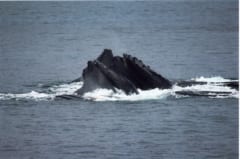 海面から口を出すザトウクジラの群れ