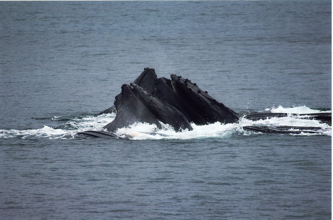 海面から口を出すザトウクジラの群れ