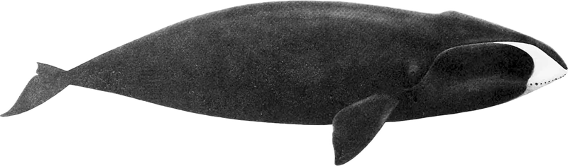 クジラ