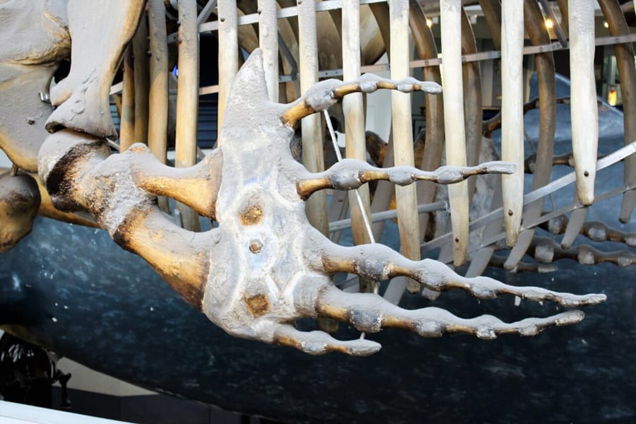 クジラの胸びれの骨格標本
