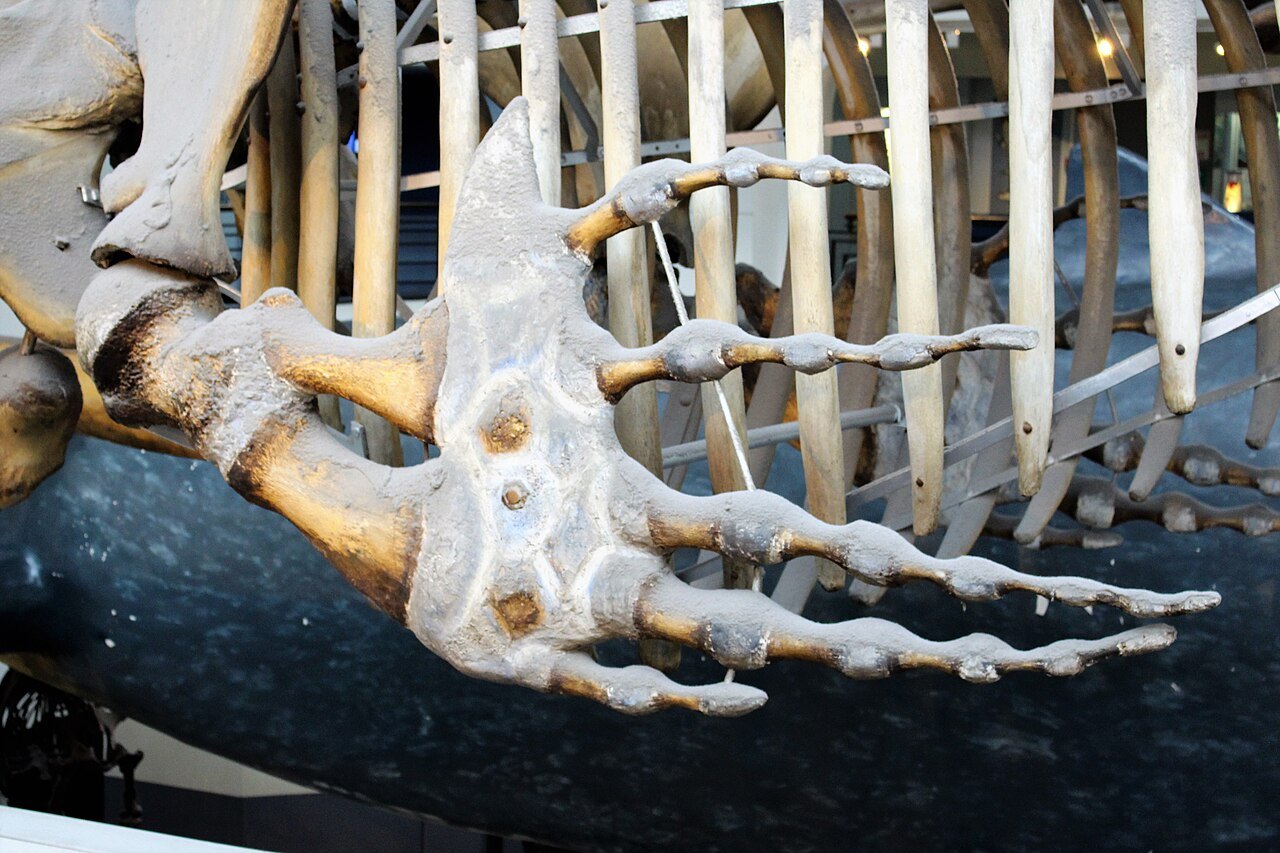 クジラの胸びれの骨格標本