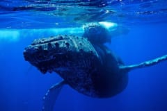水中を泳ぐザトウクジラの母親と子ども