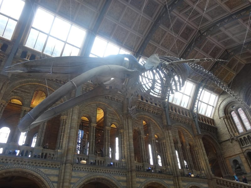 博物館の天井からつるされたシロナガスクジラの骨格