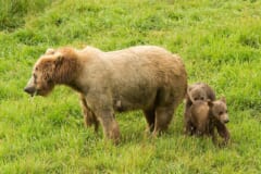 草地に立つ母グマのそばに寄りそう、2頭の茶色い子グマ