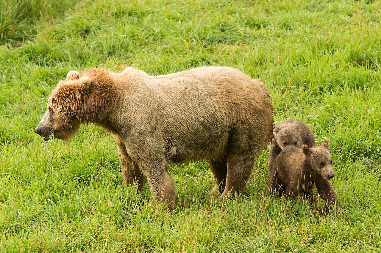 草地に立つ母グマのそばに寄りそう、2頭の茶色い子グマ