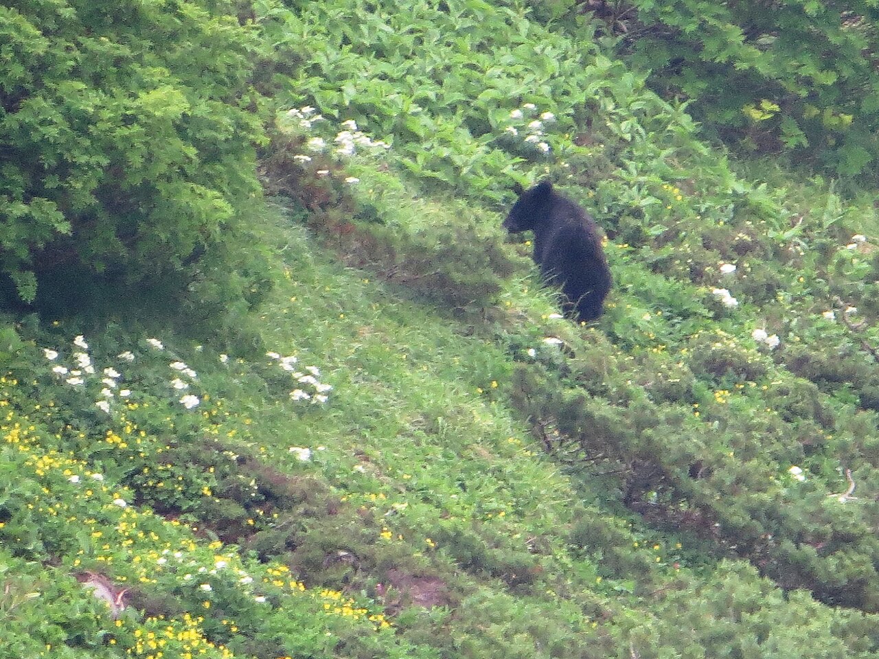 白い花の咲く緑の斜面で、草を食べている黒いクマ