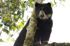 木の幹のそばからこちらを見る、顔に白っぽい模様のある黒いクマ