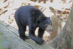 倒れた木の上を歩く、黒い毛で鼻先が明るい色の小さなクマ