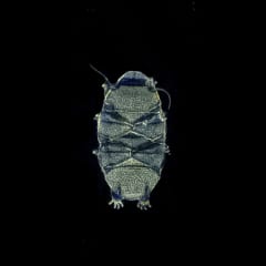 背中に板のような殻をもつクマムシ